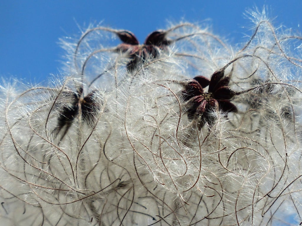 aceite de algodon