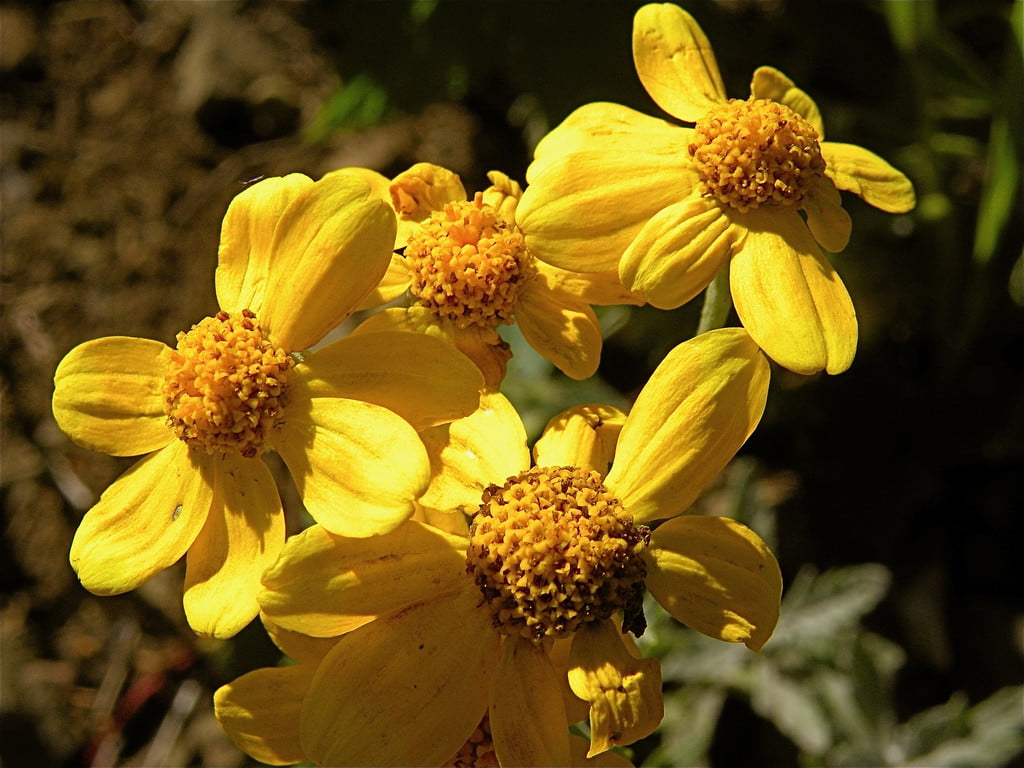 aceite de arnica