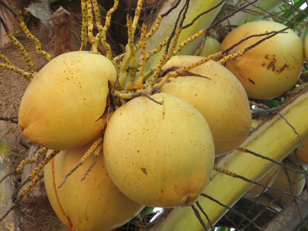 aceite de coco para la cara