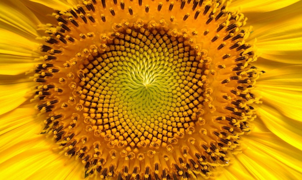 aceite de girasol