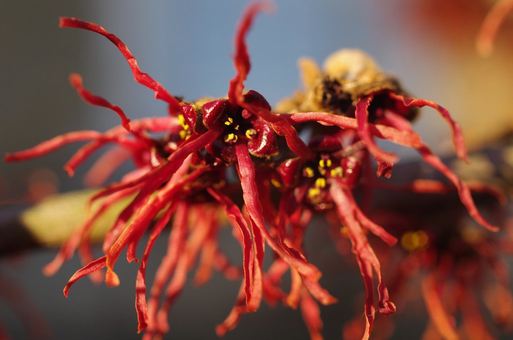 aceite de hamamelis