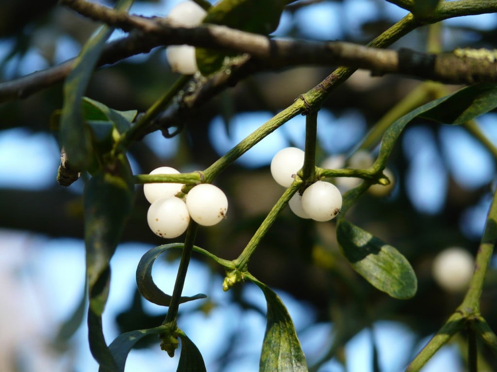 aceite de sandalo